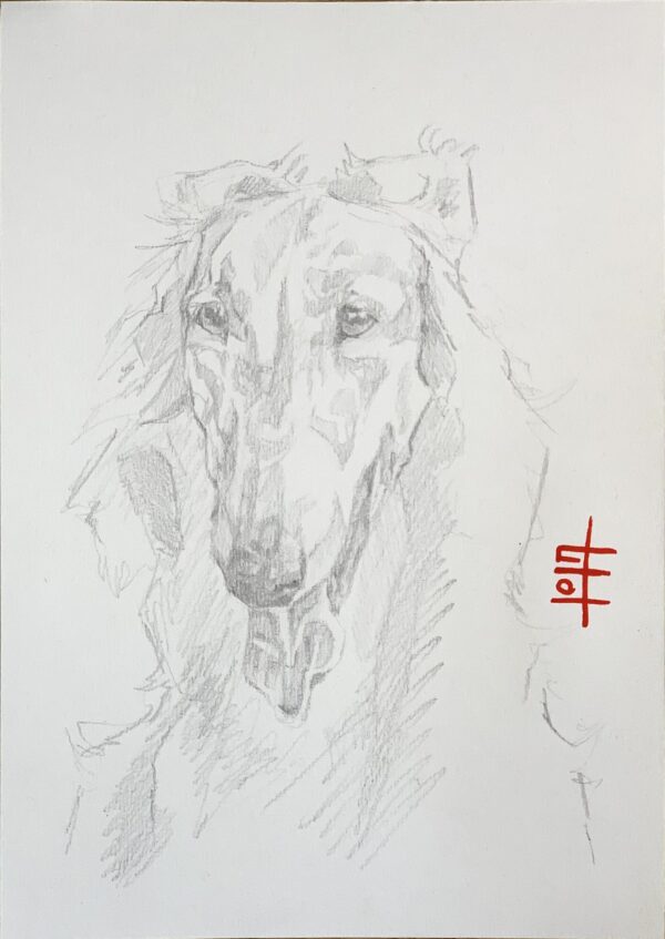 Borzoi