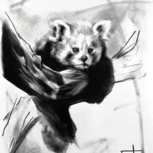 Red panda