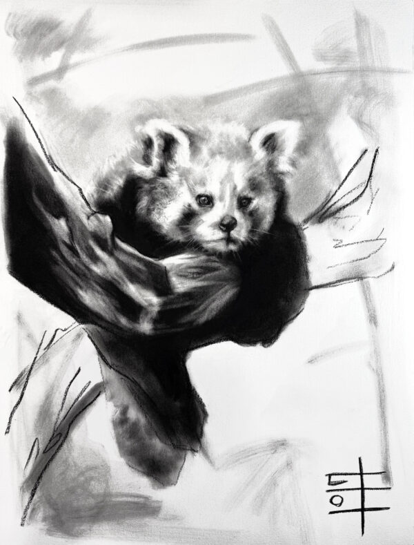 Red panda