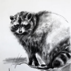 Trash panda