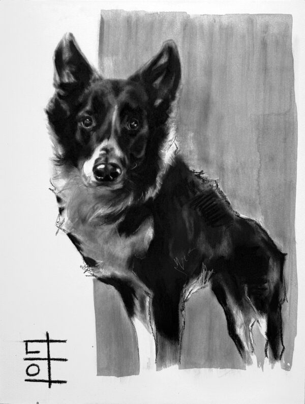 Border Collie