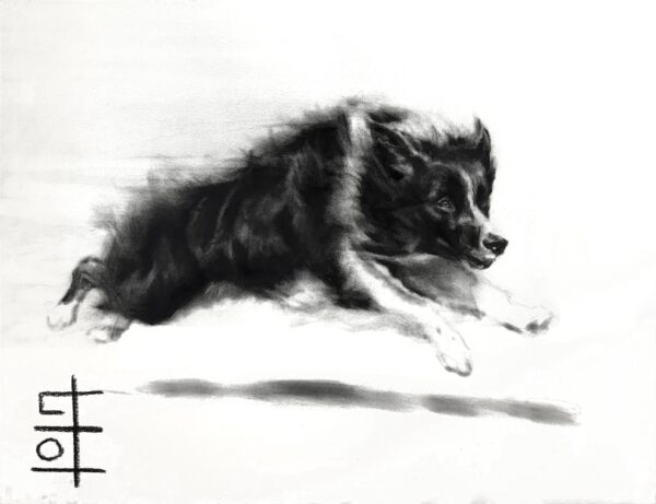 Border Collie