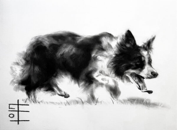 Border Collie