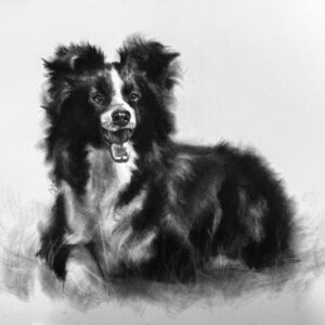 Border Collie