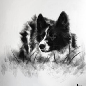 Bordercollie (8) (61x46cm) 2025 travail animalier fusain Border Collie