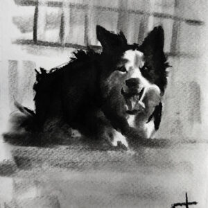 Border collie
