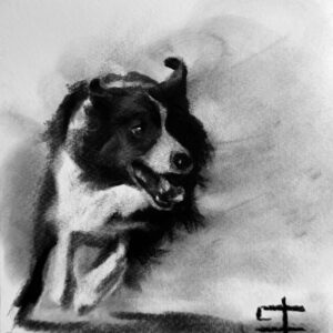 Border collie