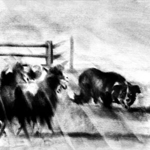 Border collie sheep herding