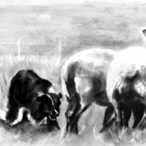 Border collie sheep herding