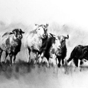 Border collie sheep herding