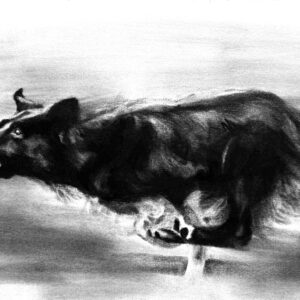 Border collie